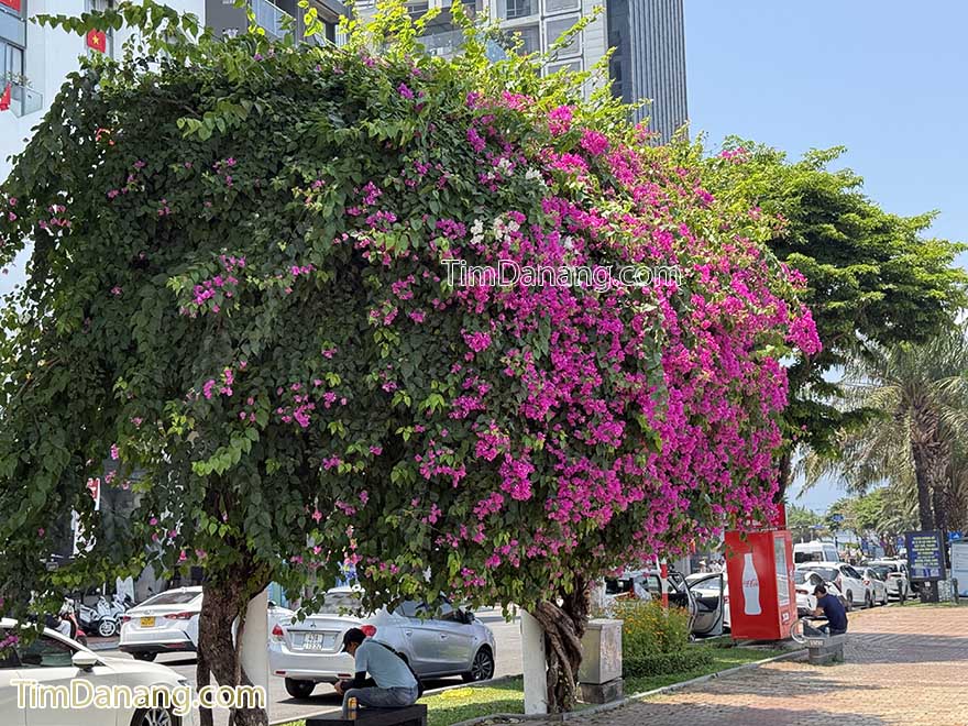 đường bạch đằng đà nẵng